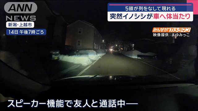 【動物】突然イノシシが車へ体当たり　5頭が列をなして現れる